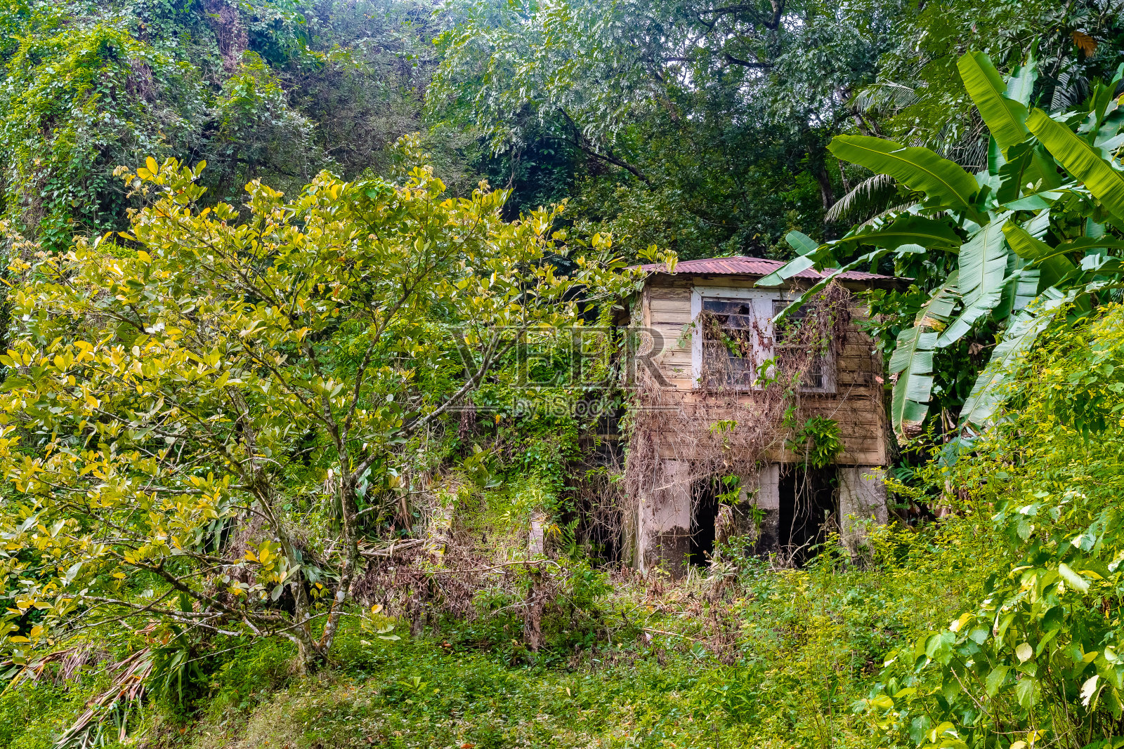 废弃的旧乡村住宅，锈迹斑斑的锌屋顶上爬满了藤蔓和植物。照片摄影图片