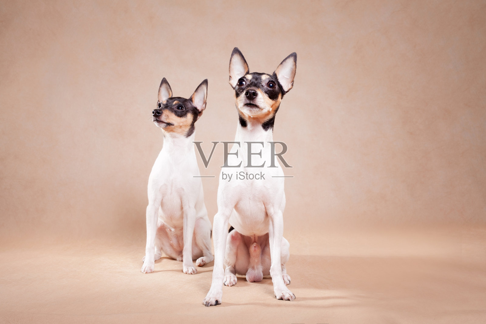 两条狗的品种，美国狐狸的那一条小猎犬照片摄影图片