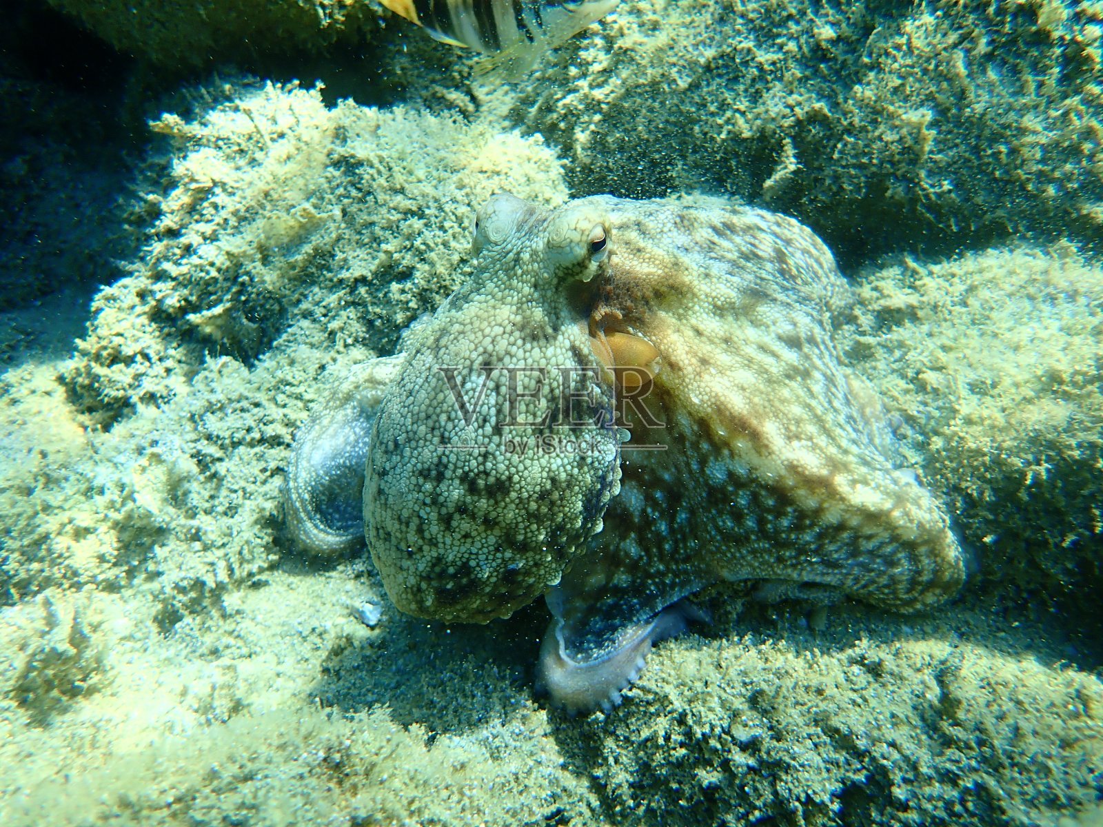 普通章鱼(octopus vulgaris)照片摄影图片