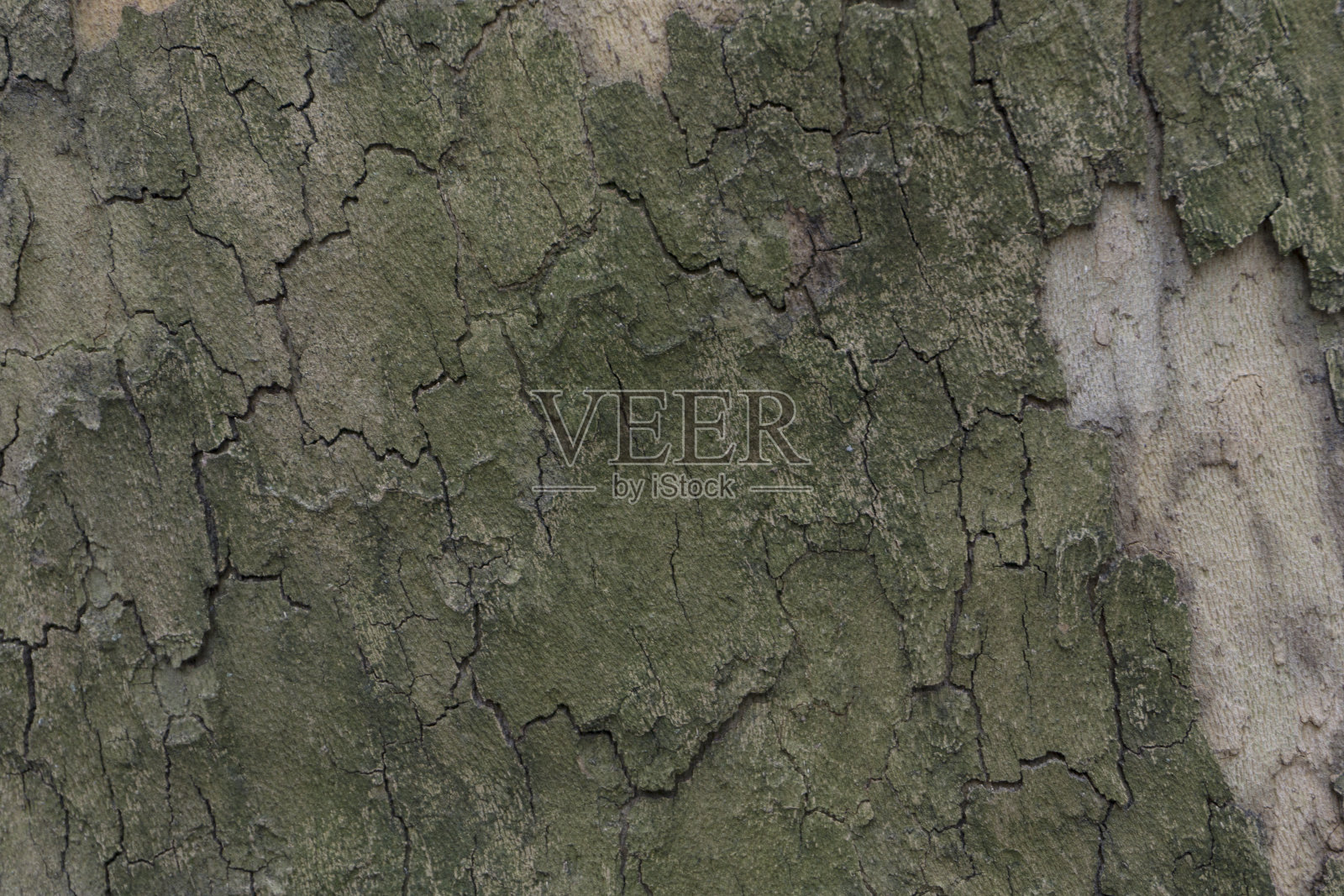 树皮的树纹理背景照片摄影图片