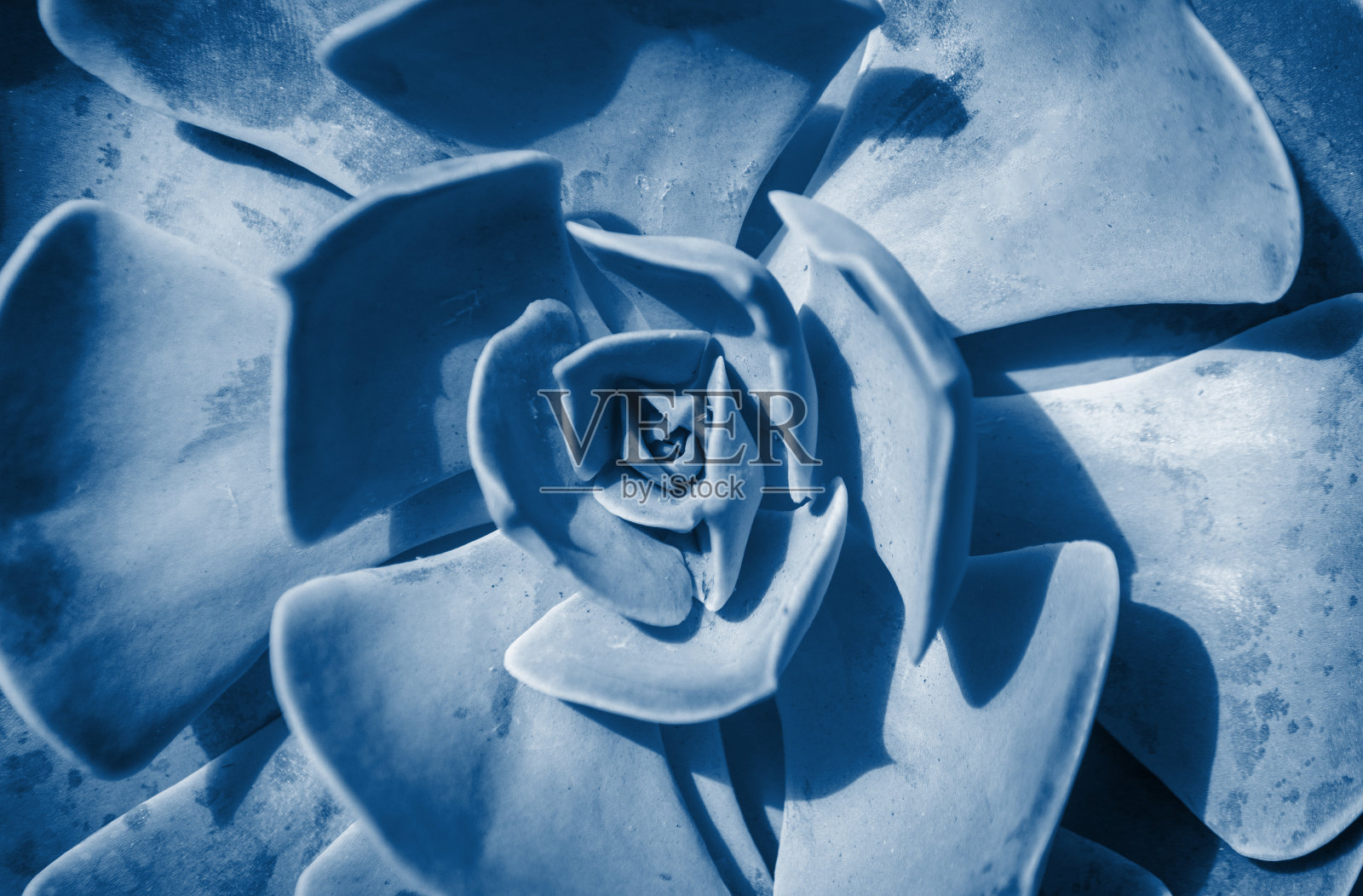 常青多汁的埃切韦里亚 · 格劳卡。照片摄影图片