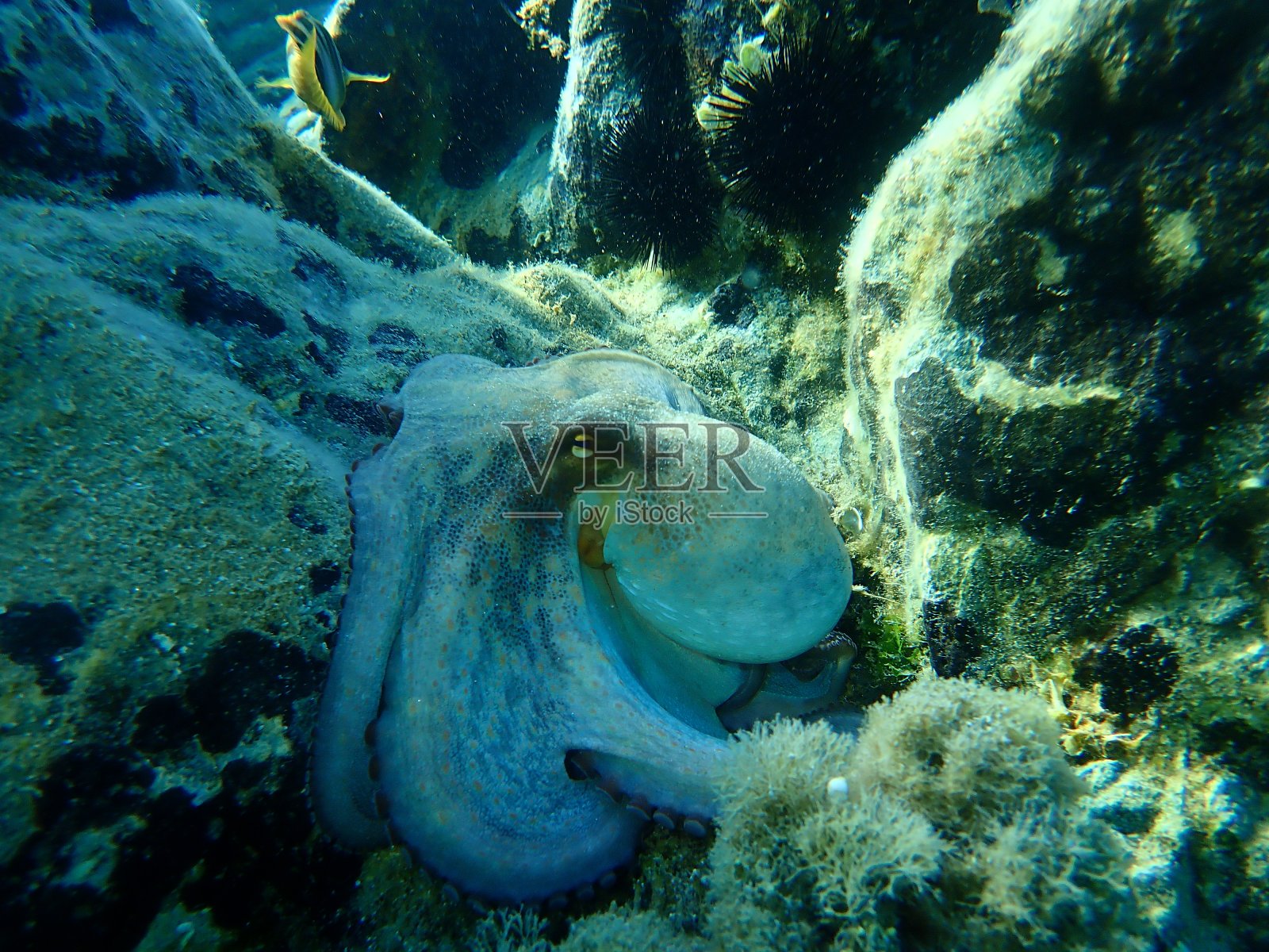 普通章鱼(octopus vulgaris)照片摄影图片
