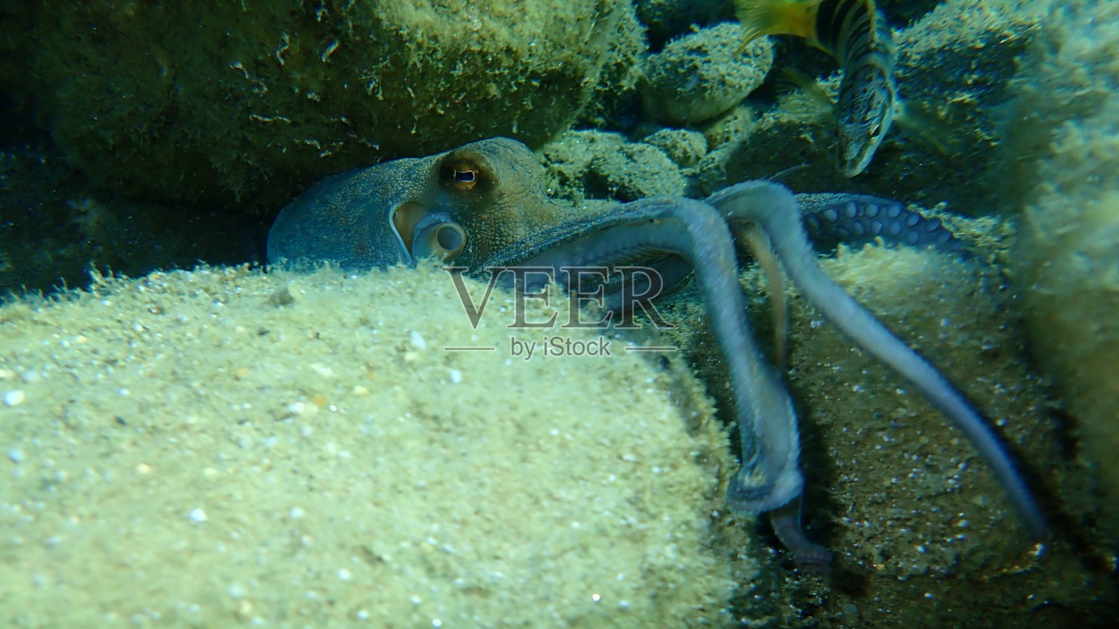 普通章鱼(octopus vulgaris)照片摄影图片