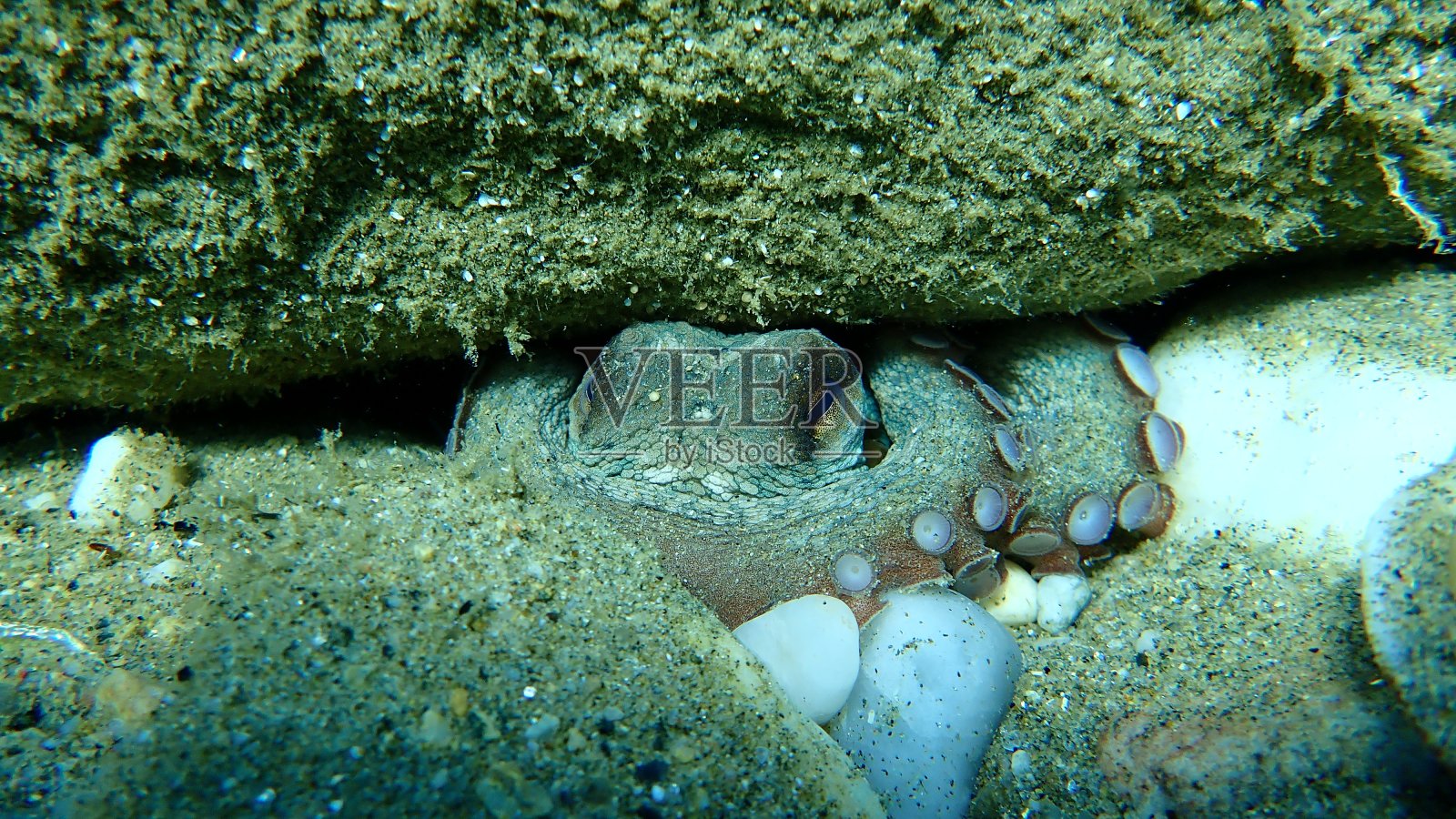 普通章鱼(octopus vulgaris)照片摄影图片