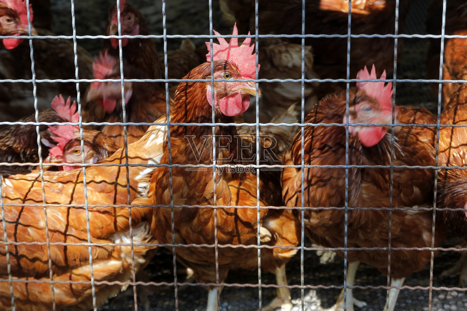 养鸡场里笼子里的母鸡照片摄影图片