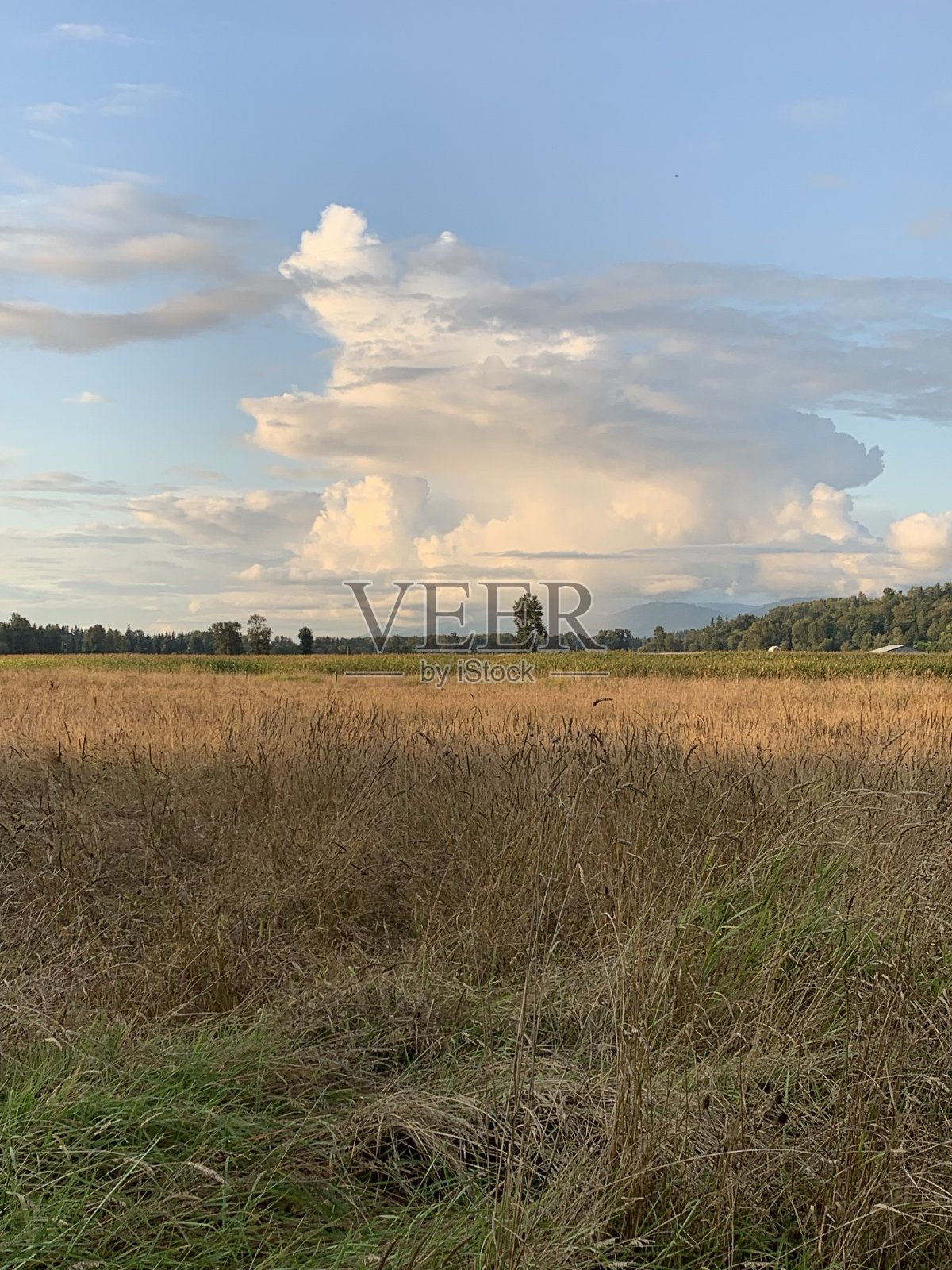 农场玛丽维尔照片摄影图片