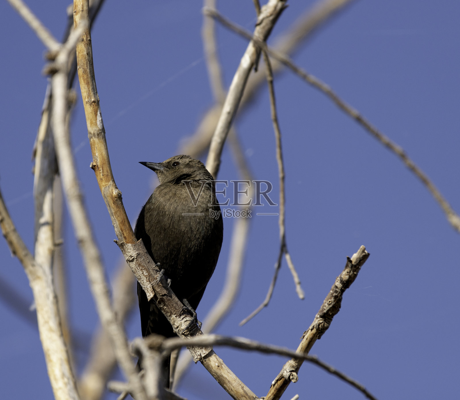 黑鸟和蓝天照片摄影图片