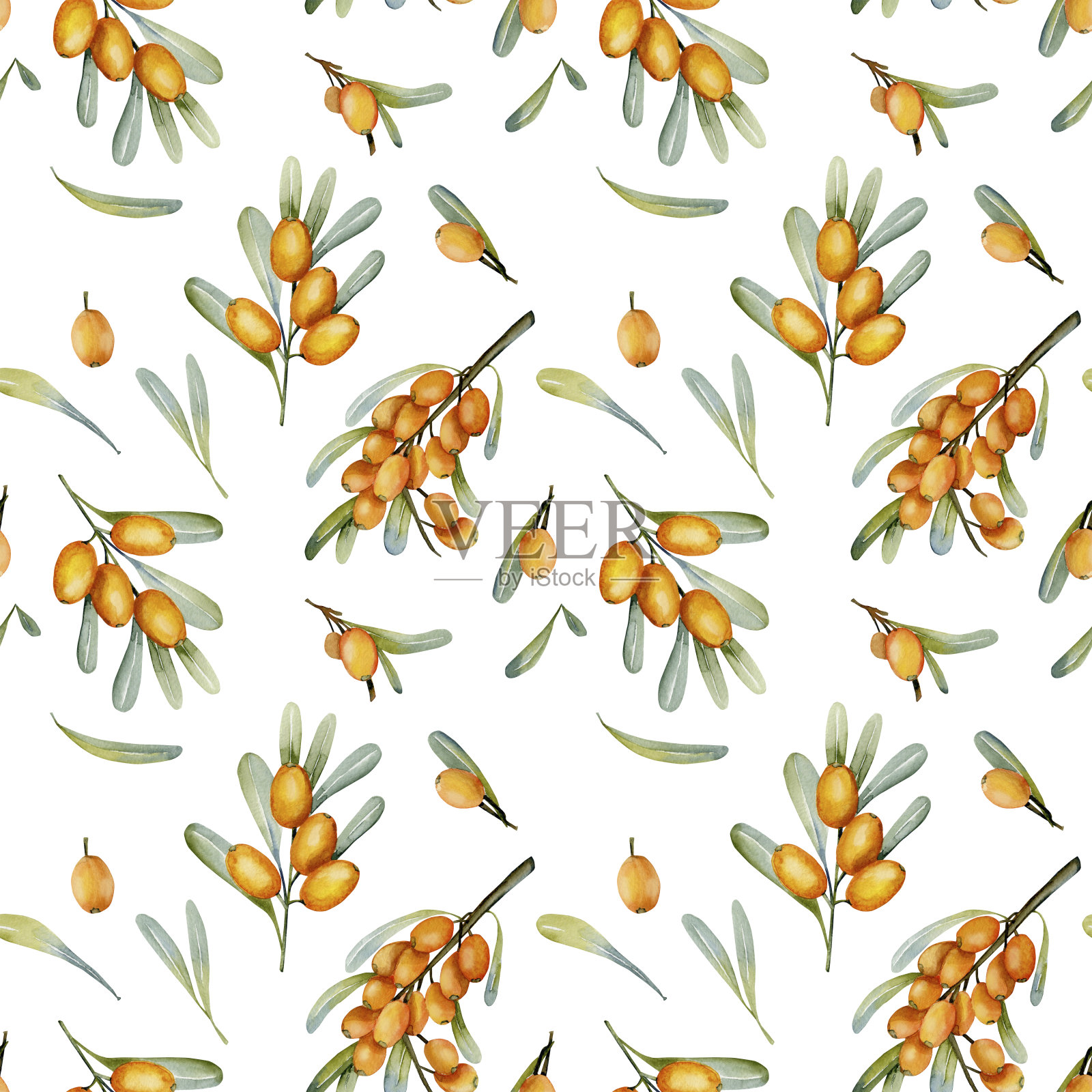 水彩沙棘浆果无缝模式，手绘在一个白色的背景插画图片素材