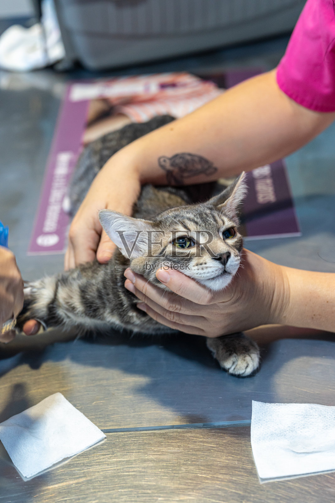 兽医护士抱着一只打了镇静剂的猫照片摄影图片