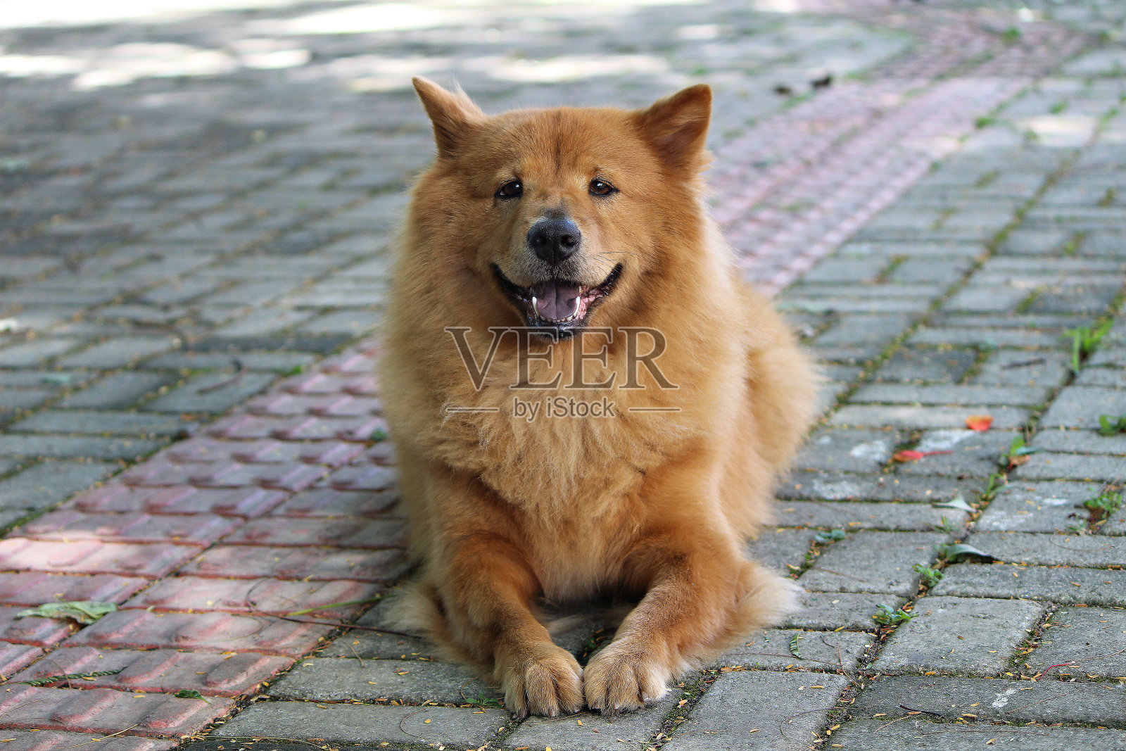 房间的布置照片摄影图片