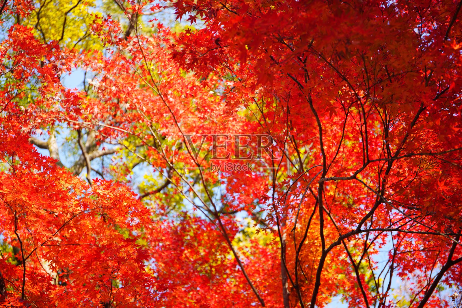 日本花园中美丽的秋景照片摄影图片