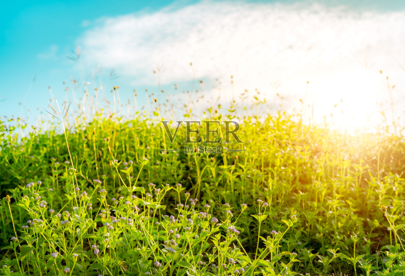 在春天的早晨阳光下，花园里的紫色草花。在蓝天白云的模糊背景上，绿叶小草花。草的花。自然的植物。照片摄影图片