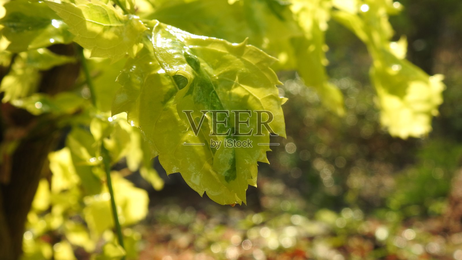 生长的花蕾黑杰克花与红色尖端的田地的宏观特写，红色尖端的花在宏观特写。背景上有绿色的小红花。红花宏观观。照片摄影图片