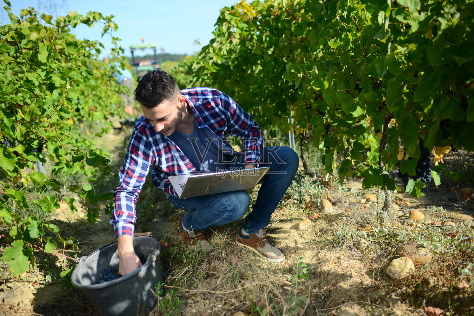 英俊的农夫在葡萄树上，收获成熟的葡萄在葡萄酒收获的季节照片摄影图片