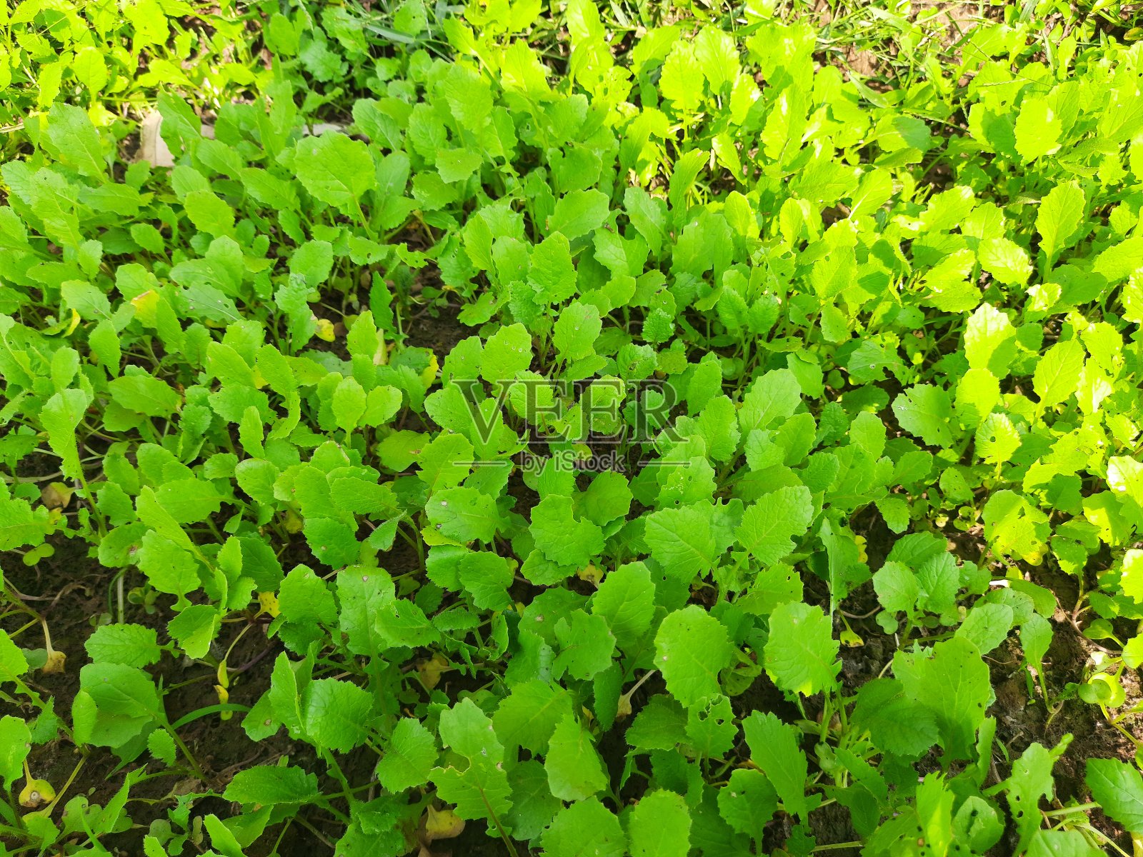 芥菜是芸苔科芸苔属和芥菜属的一种植物。照片摄影图片