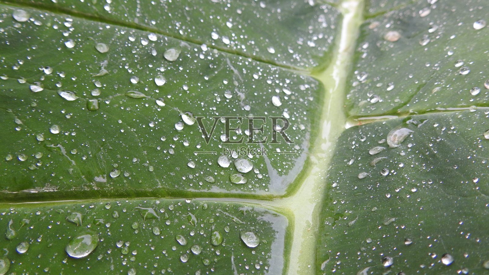 叶子的水滴照片摄影图片