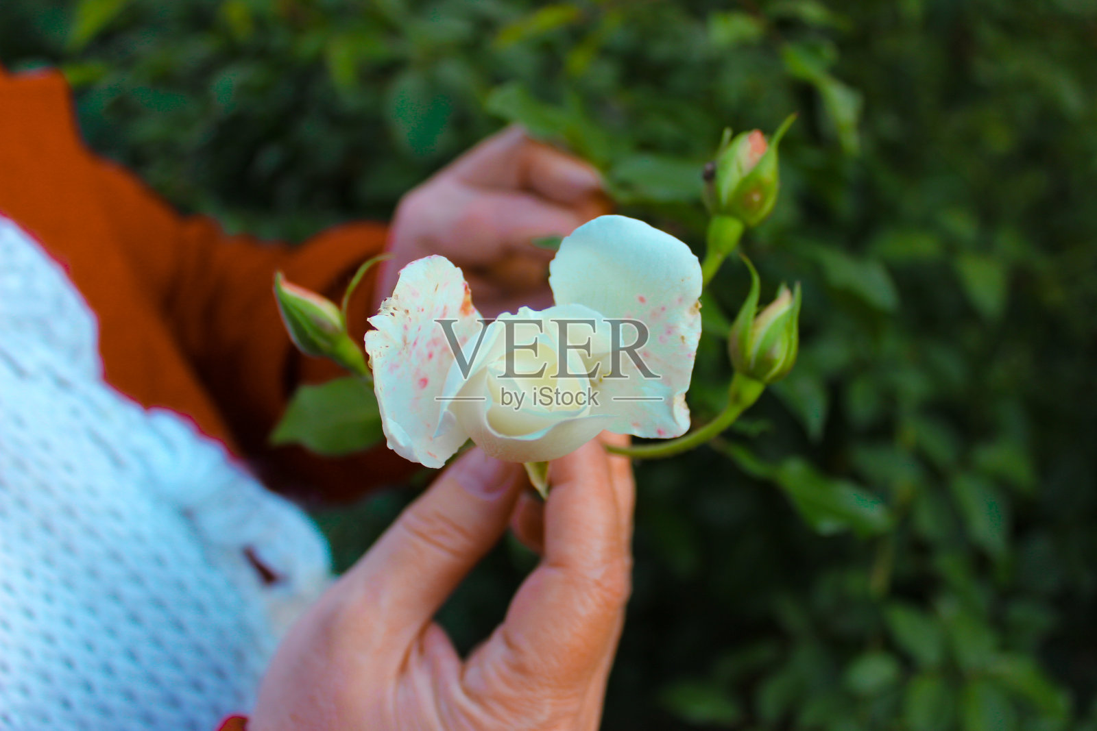 一名身穿红色外套的女子手中拿着一朵娇嫩的玫瑰。照片摄影图片