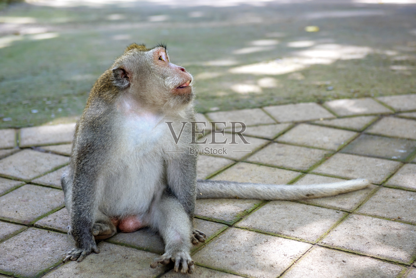 乌布猴林中的巴厘长尾猴照片摄影图片