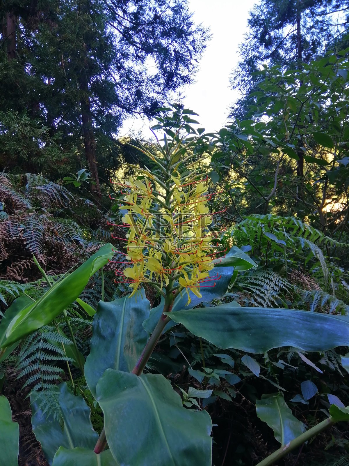 前景中的花照片摄影图片