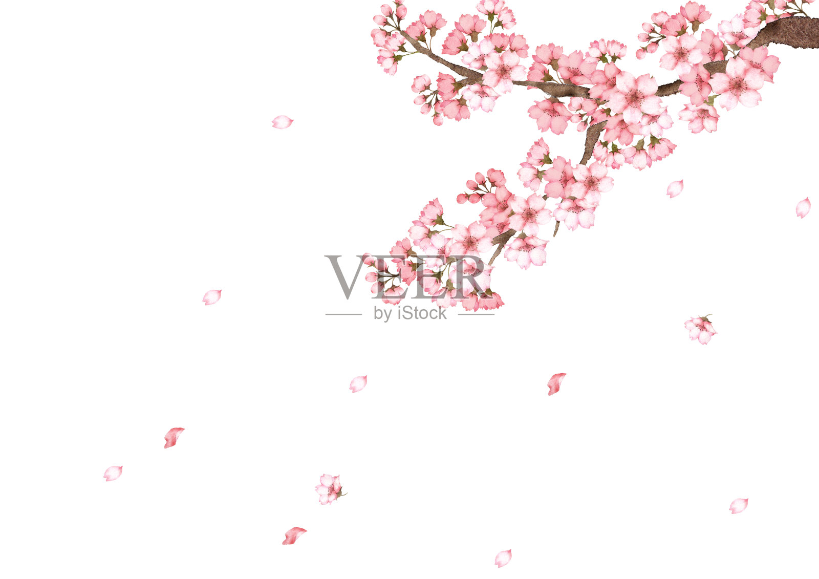 樱花插画插画图片素材