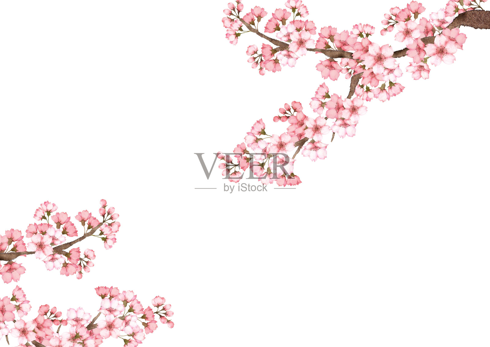 粉红色的樱花插画图片素材