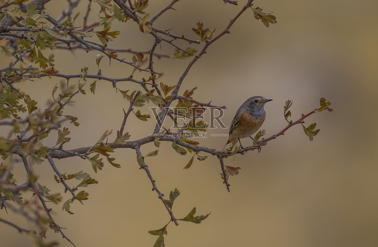 红尾鸲(Phoenicurus Phoenicurus)照片摄影图片