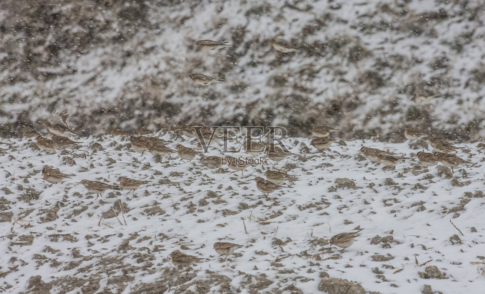 云雀(Lullula arborea)食物忙碌。照片摄影图片