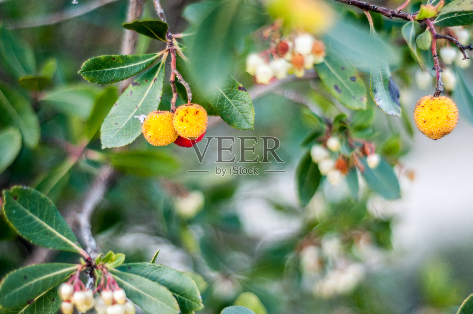 杨梅-杨梅和杨梅照片摄影图片