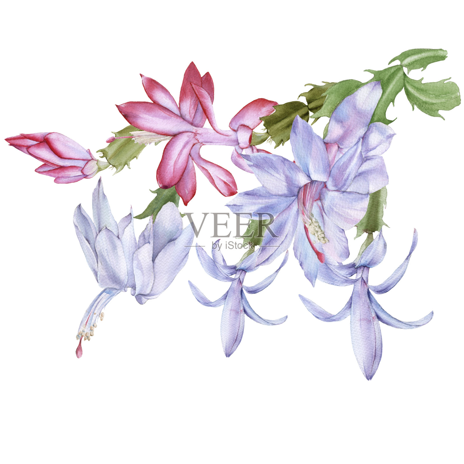 盛开的仙人掌schlumbergera。孤立在白色背景上。插画图片素材