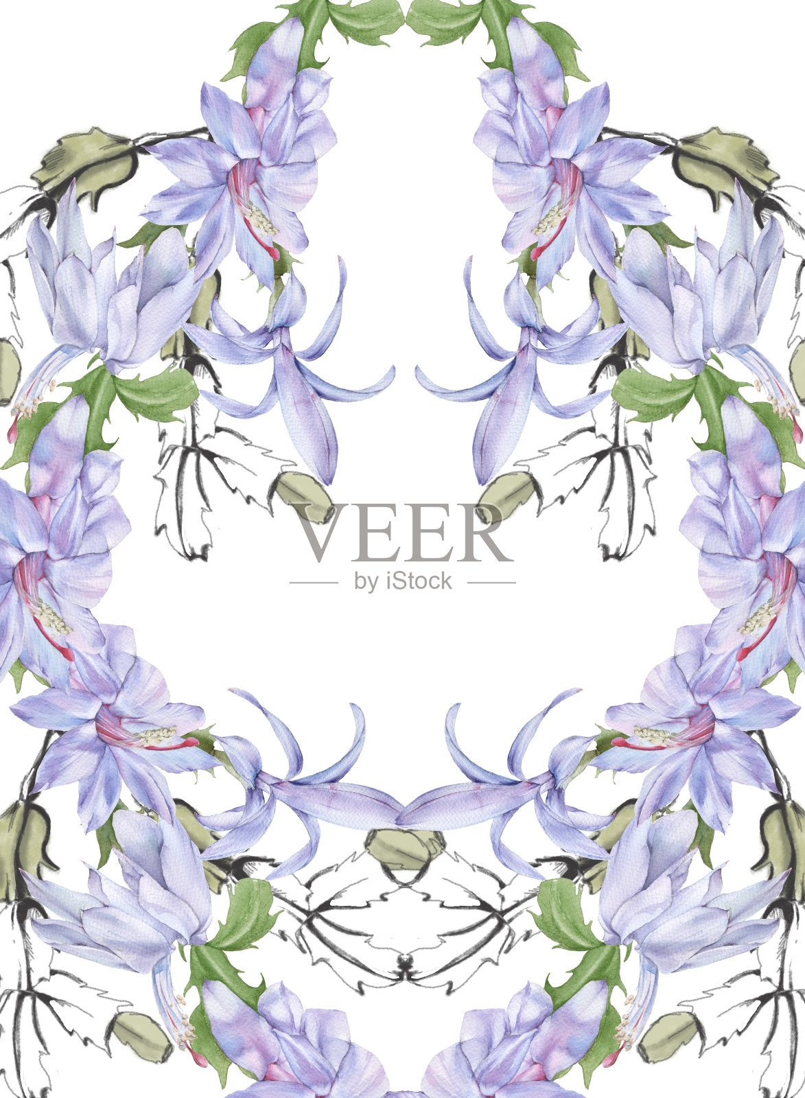 框架与盛开的仙人掌斯伦贝谢。孤立在白色背景上。插画图片素材