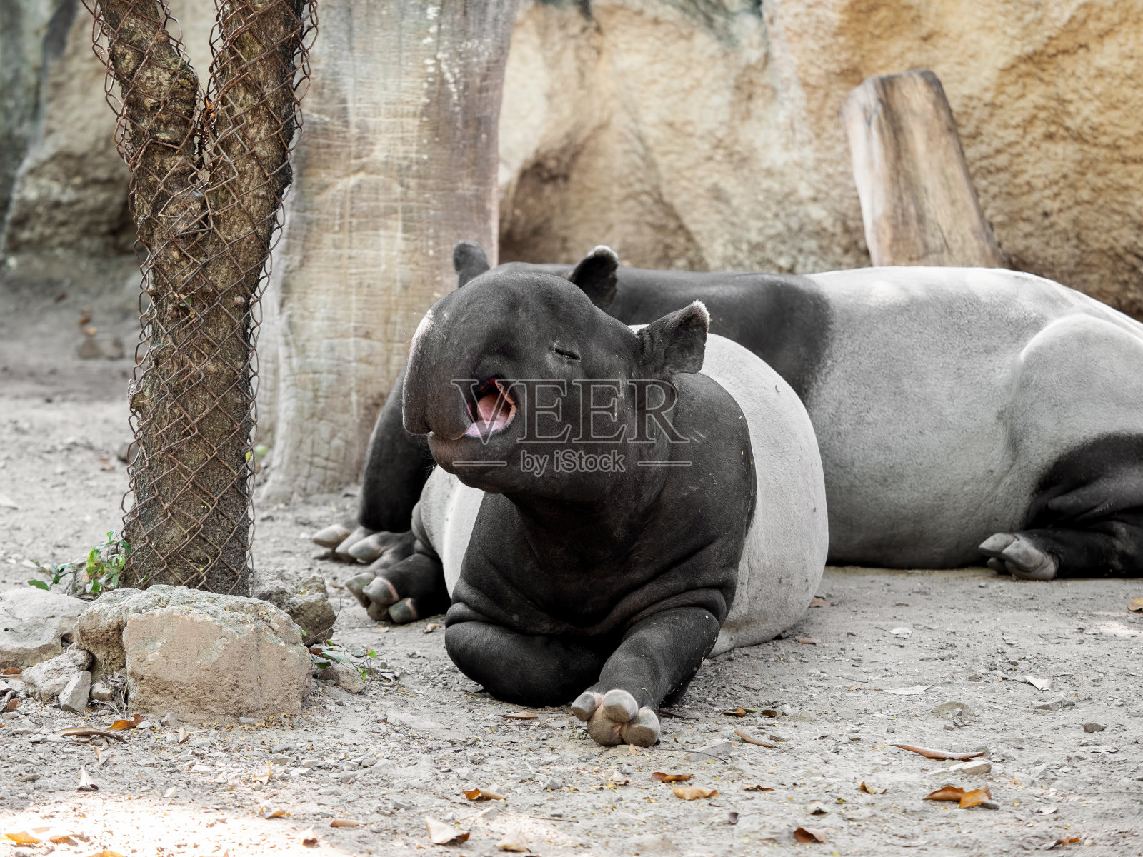 马来亚貘的可爱时刻是打哈欠照片摄影图片