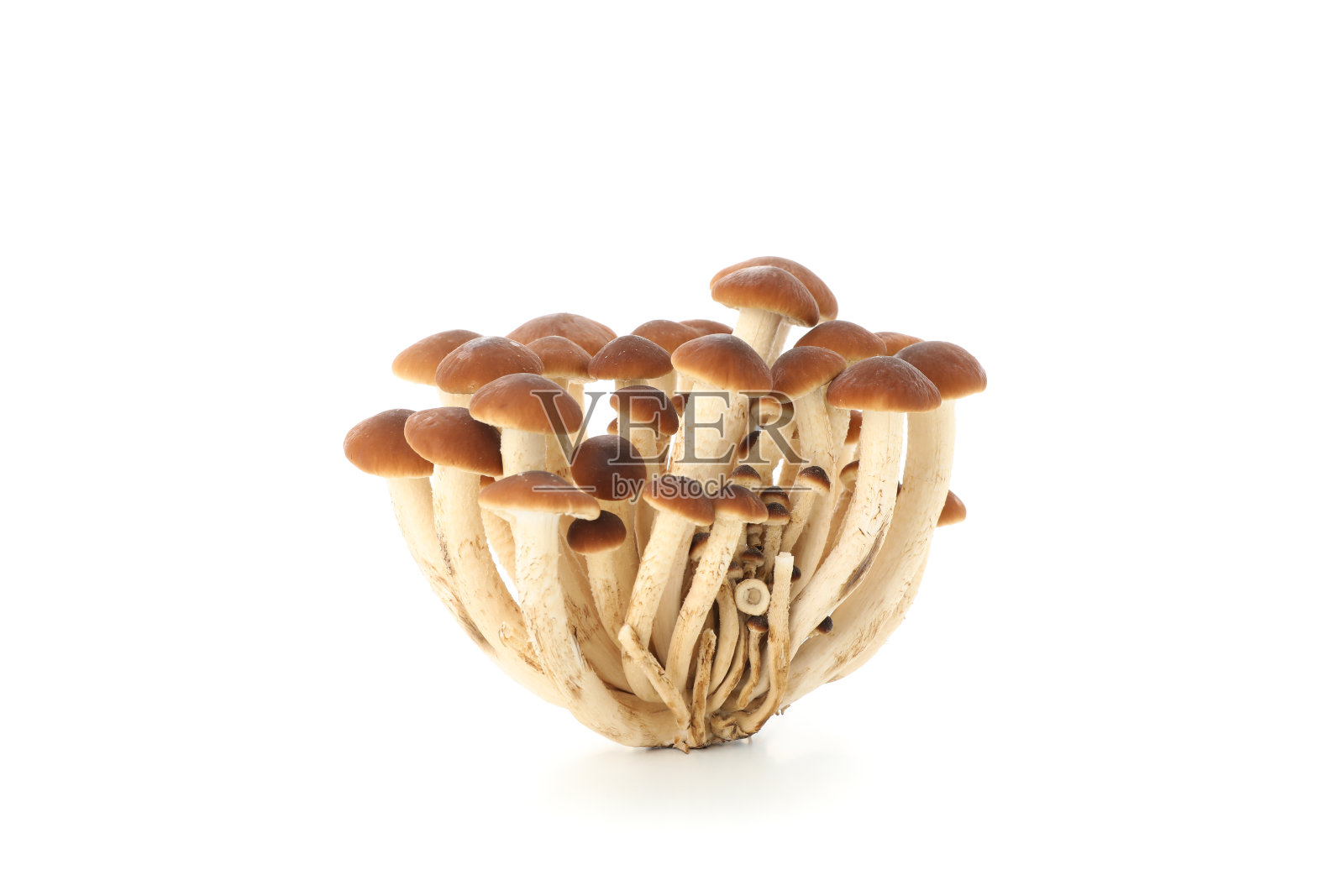 在白色背景上分离的蜂蜜木耳蘑菇照片摄影图片