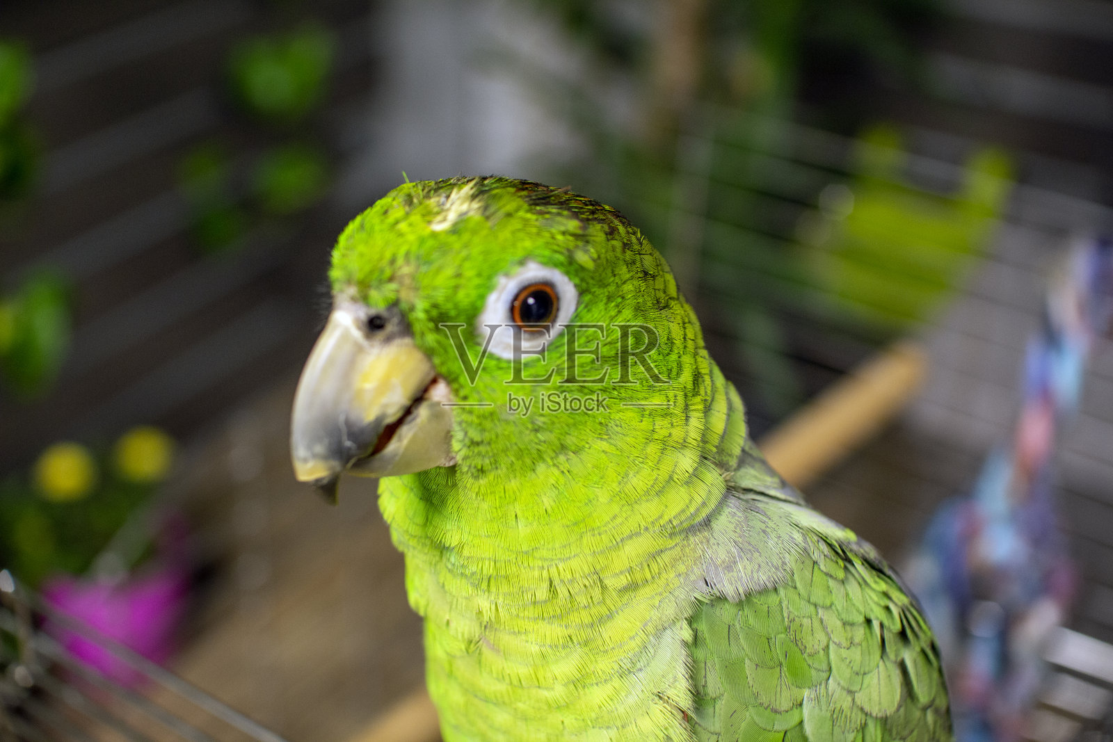 鹦鹉照片摄影图片