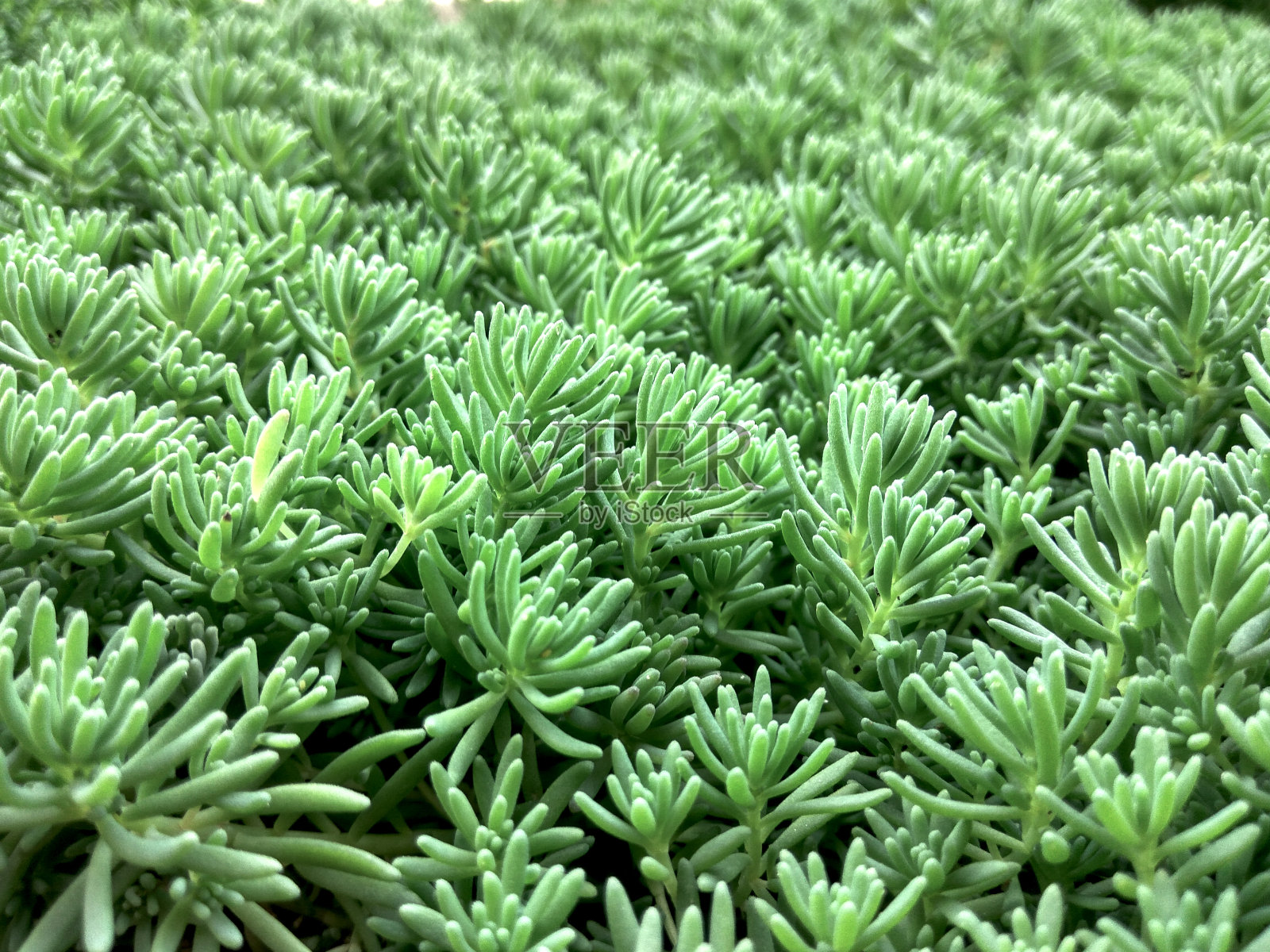 Macto自然花。Unsusal明亮的颜色。夏天美丽的植物照片摄影图片