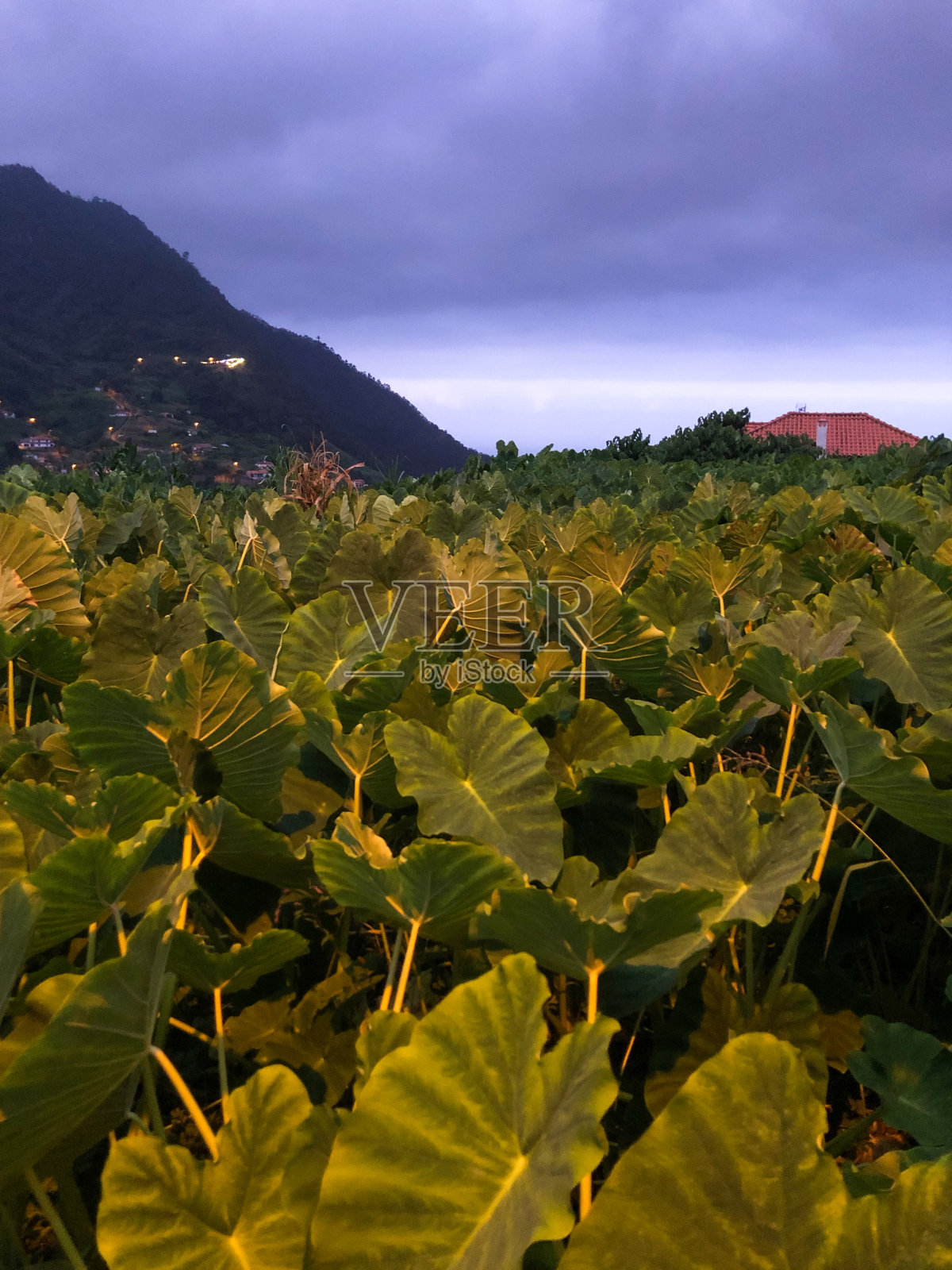黄昏的南瓜种植园，费尔，马德拉，葡萄牙照片摄影图片