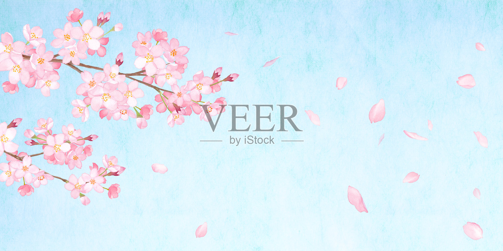 春天的花:在天蓝色的日本纸的映衬下，用水彩画出的花瓣与复制空间插画图片素材