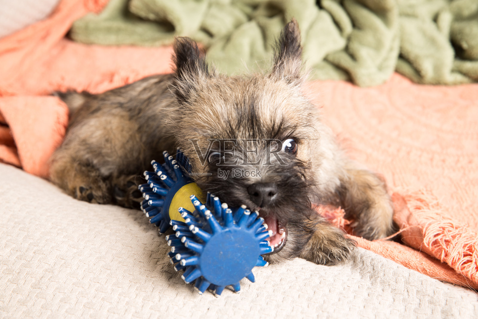 凯安梗幼崽照片摄影图片