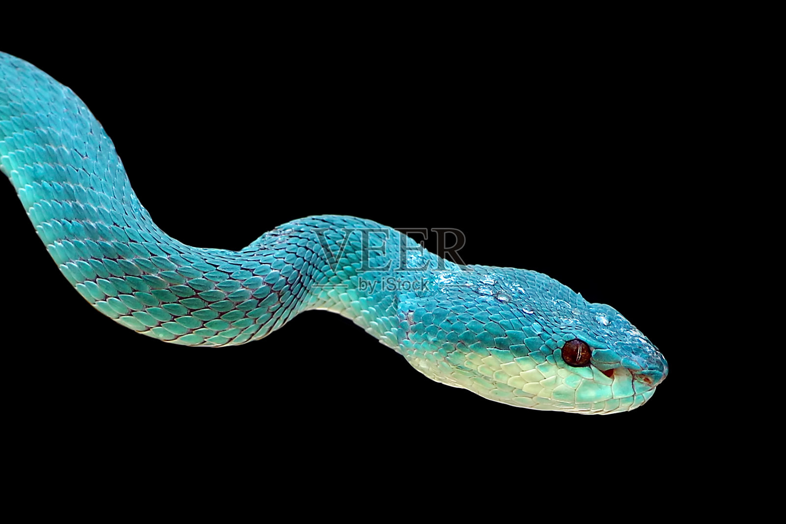 蓝毒蛇蛇照片摄影图片