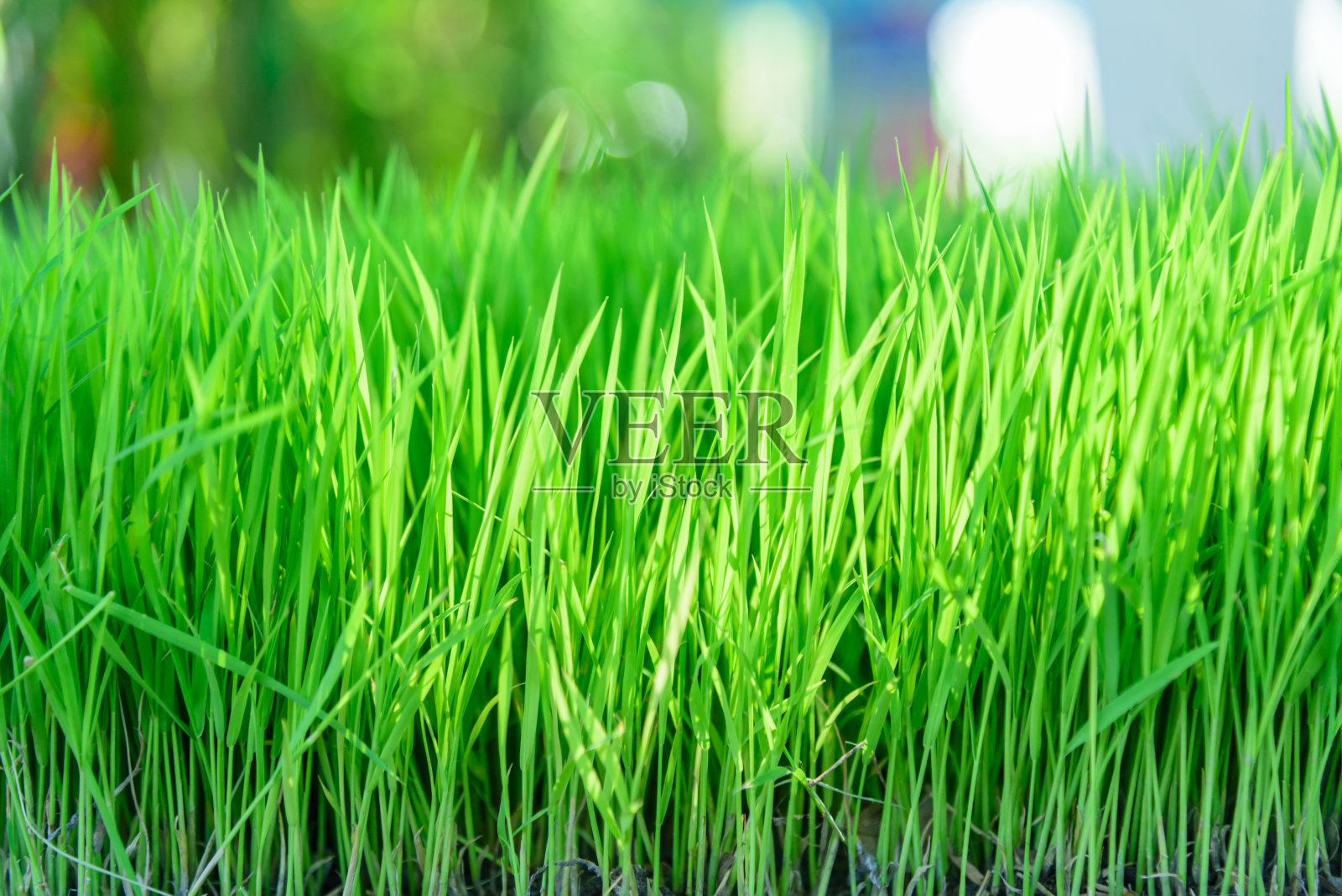 绿地上的公共公园照片摄影图片