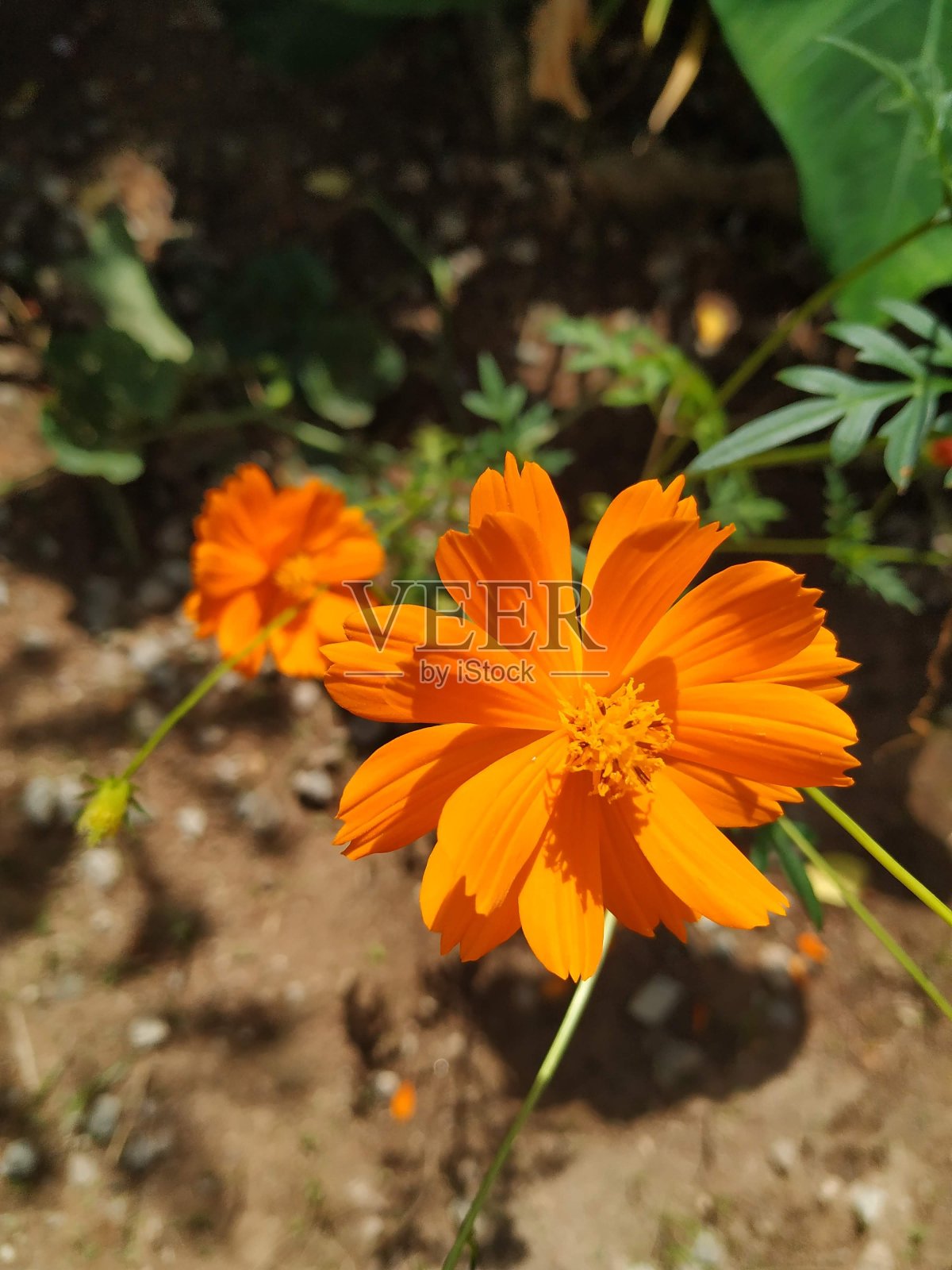 宇宙的花照片摄影图片