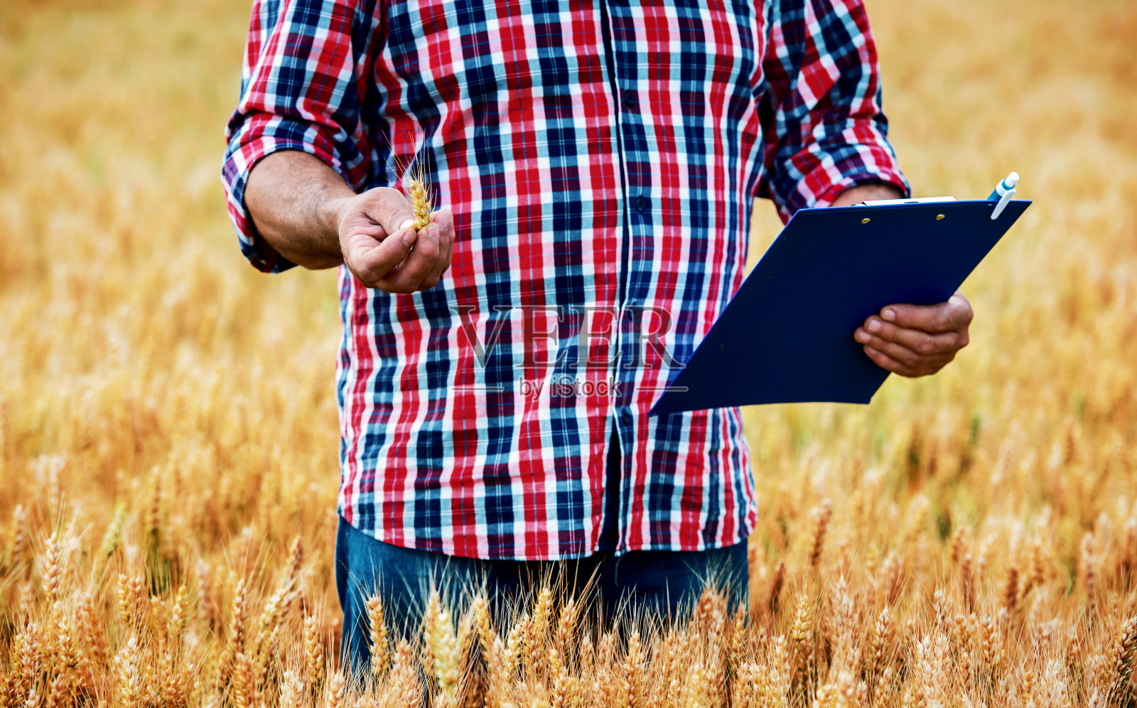 农民在麦田里检查作物，特写照片。农业的概念照片摄影图片