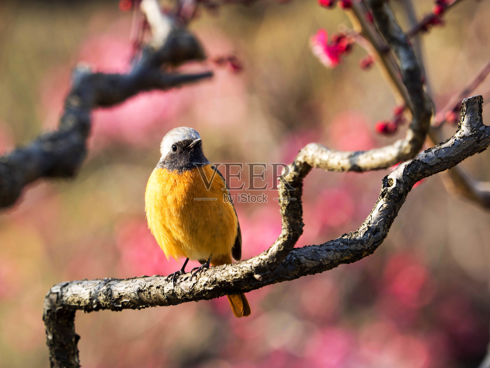 北红尾鸲和梅树照片摄影图片