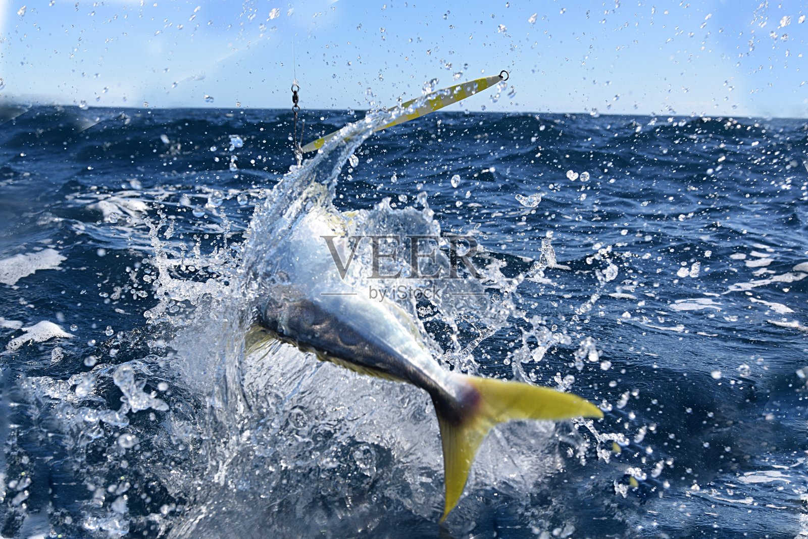 钓鱼用无鳔石鱼钩上鱼饵跳跃照片摄影图片