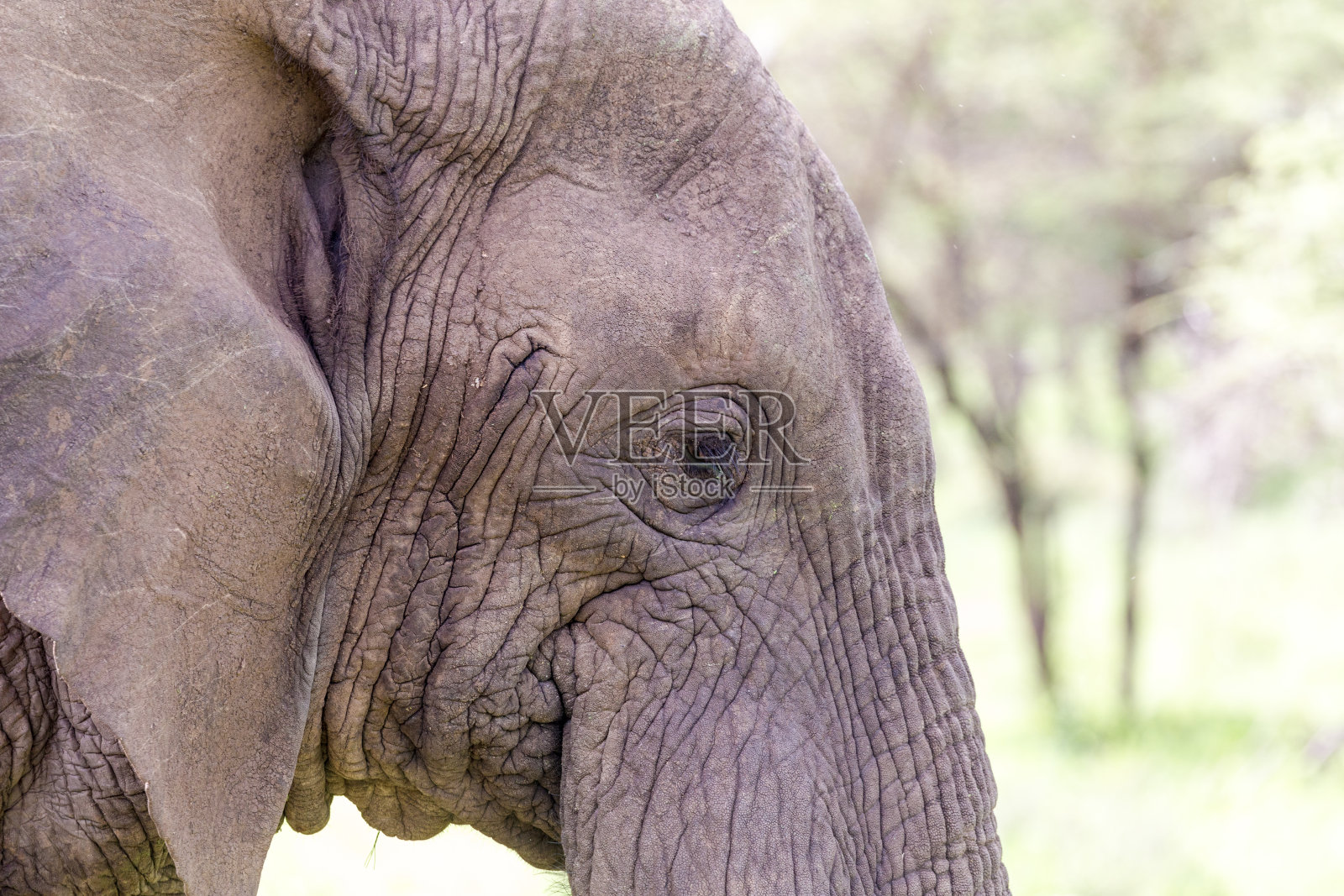 非洲荒野中的大象照片摄影图片