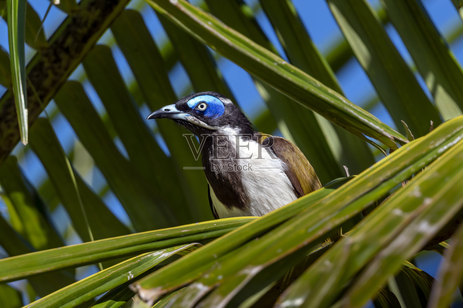 蓝脸蜜眼人，澳大利亚昆士兰照片摄影图片