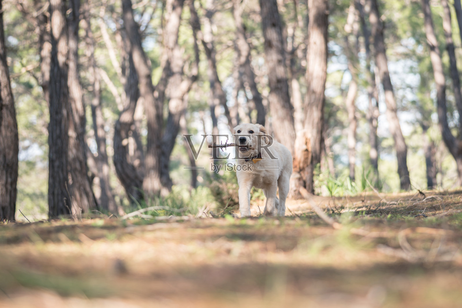 这只狗是森林里的拉布拉多犬照片摄影图片