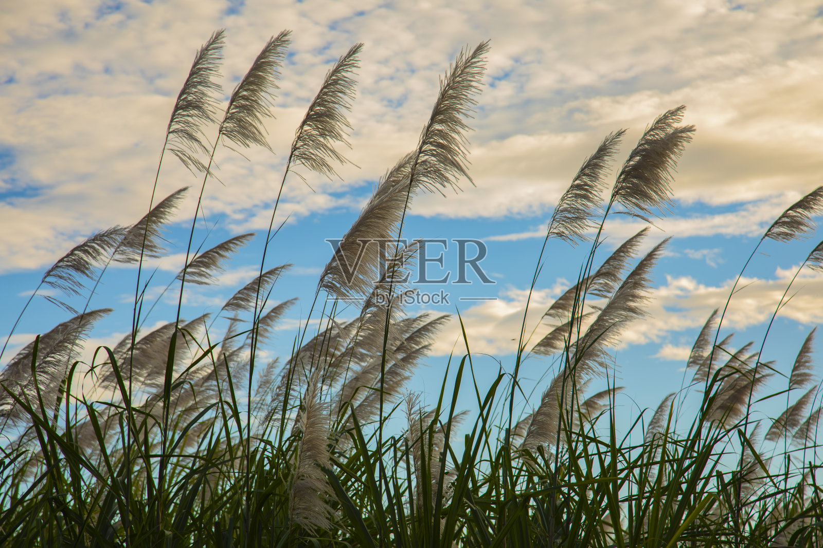 夕阳下的甘蔗田景观。照片摄影图片