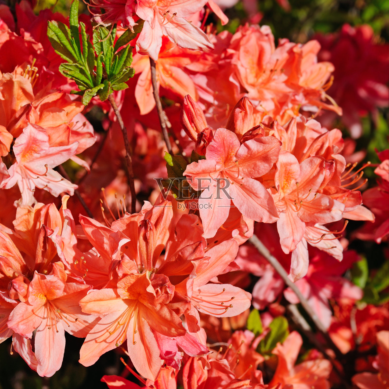 杜鹃花在春天的城市公园里。照片摄影图片