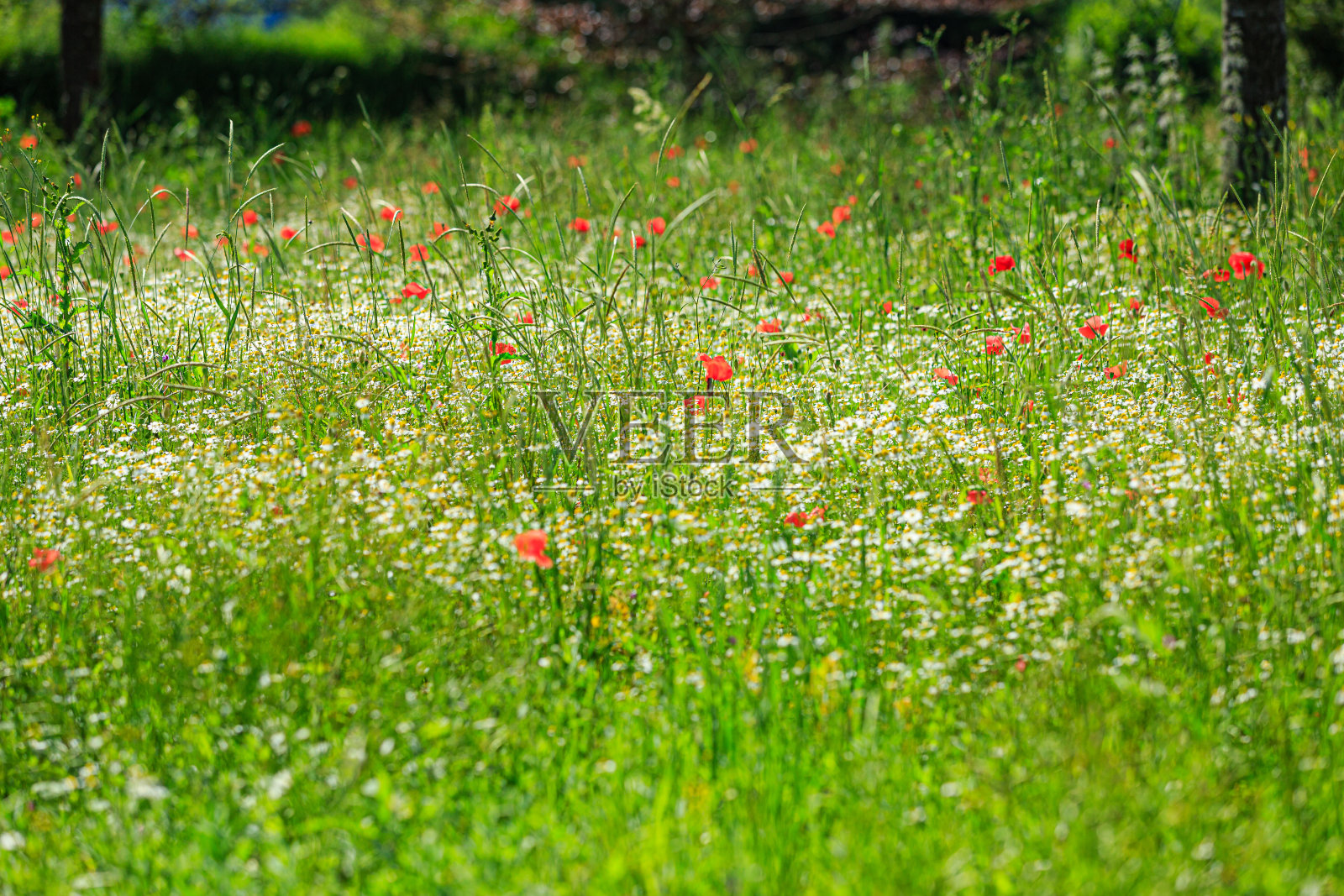 索默维塞照片摄影图片
