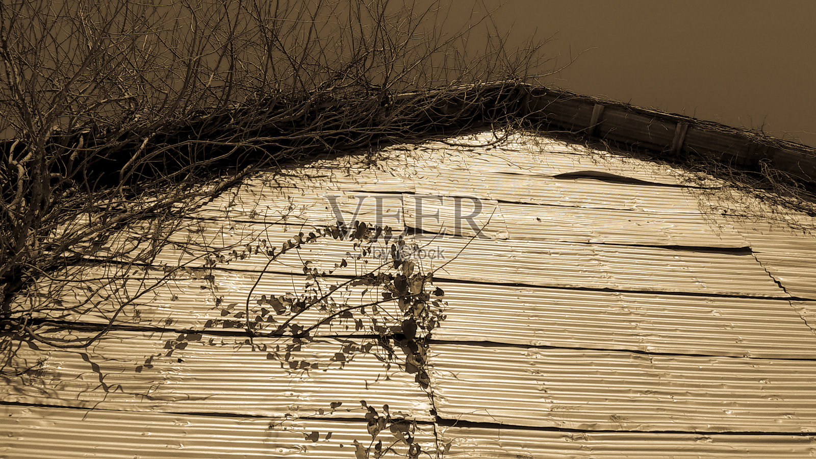 树木回收旧杆子谷仓。照片摄影图片